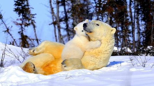 北极熊，母亲，温柔，感情，小熊，雪
