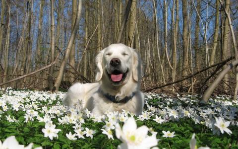 自然，春天，狗，鲜花