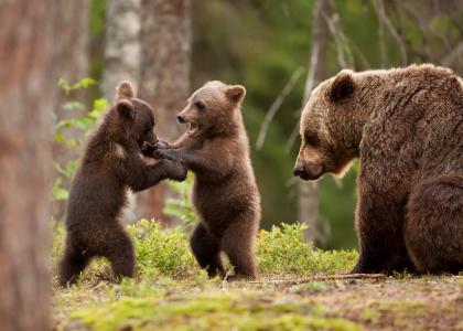 熊，熊，游戏，小熊