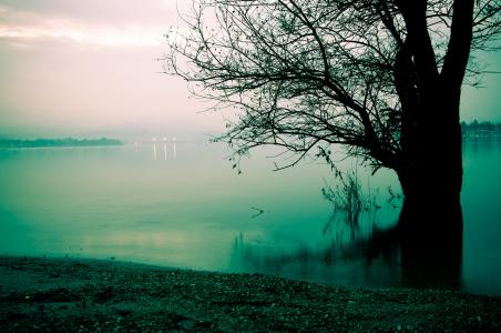 雾，树，岸，早上，湖