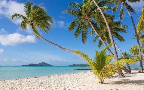 自然，热带地区，波拉波拉岛，沙滩，棕榈树，美丽