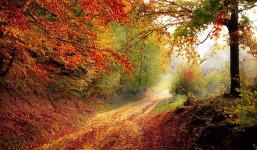 道路，森林，秋季，性质，森林景观，光，早上