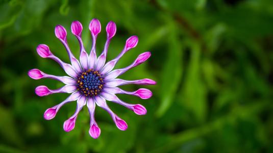 花卉，紫罗兰色，宏，照片，主题，绿色背景，性质