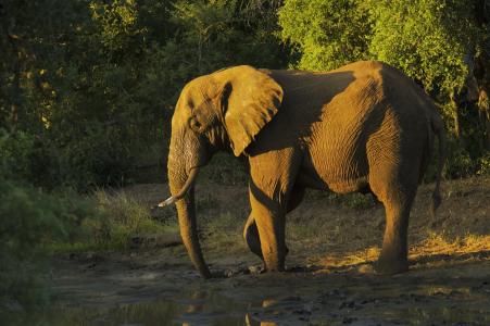 非洲，非洲动物，博物学家，大象的照片素描