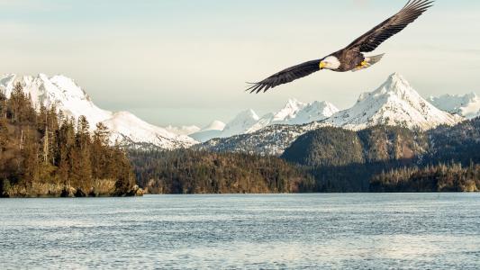 照片，轻弹，老鹰，阿拉斯加，白头，海湾