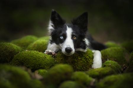 Alicja Zmyslowska，动物，狗，狗，看，小丘，苔藓