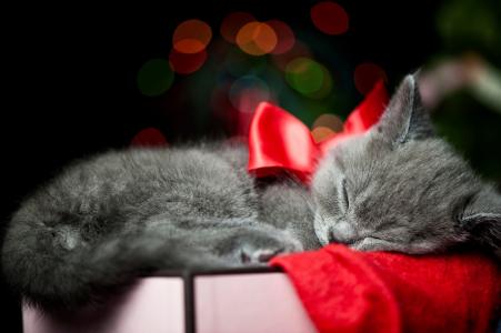 睡觉的小猫，圣诞节的魔力，新年礼物，蓬松的球，灰色的小猫，睡着了