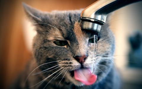 猫，搅拌机，水，干，口渴，积极，宏观照片，捕食者