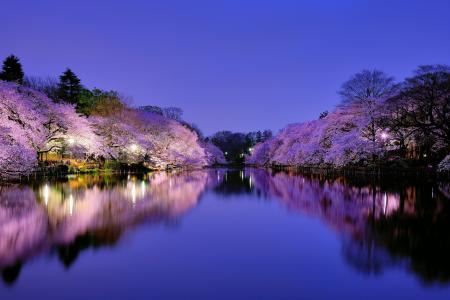 日本，大阪，自然，樱花，性质，晚上，灯，花，湖，反射，天空