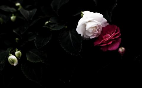 夫妇，红色，黑色，白色，花瓣，背景，玫瑰，叶子