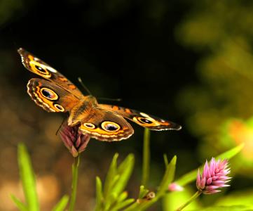 蝴蝶，三叶草，棕色，翅膀