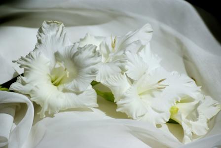 唐菖蒲，特写镜头，白色，花