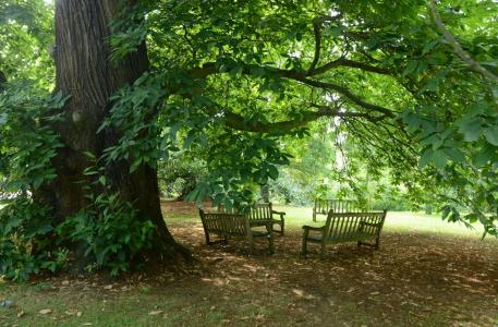 树，分支机构，叶子，长凳，休息，美容