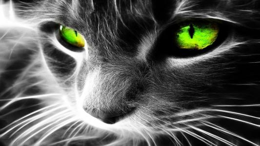 动物，猫，绿色，眼睛