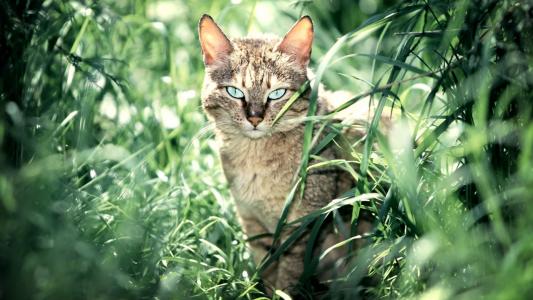蓬松的猫，走在草地上，蓝色的眼睛