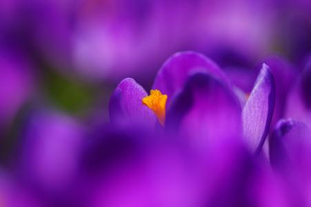 紫罗兰色，鲜花，丁香，春天，番红花