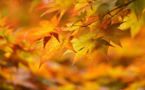宏，黄色，秋天，叶子