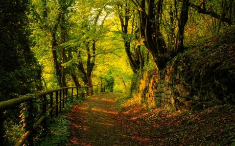 秋天，树，叶子，岩石，绿色，补丁