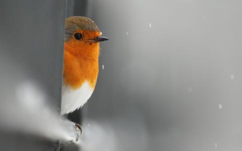 罗宾，围栏，雪，鸟，偷看