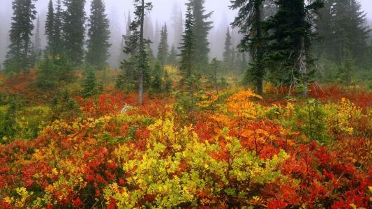 秋天的颜色，冷杉，灌木丛