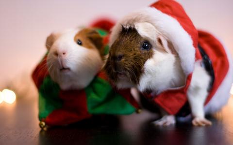 动物，圣诞节，圣诞老人，啮齿动物，美丽，可爱，豚鼠