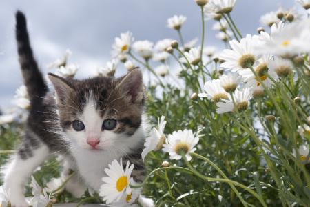 小猫，孩子，雏菊，鲜花