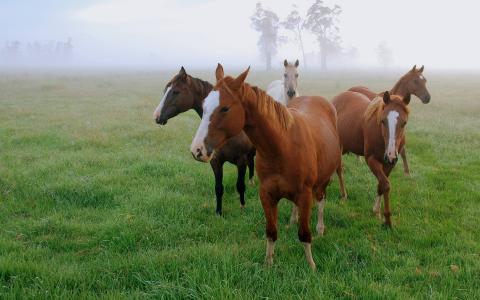 早上，马，草，场，雾