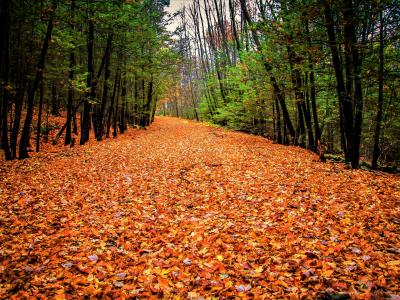 秋天，性质，叶子，树木，大卫·马哈拉哈什维利