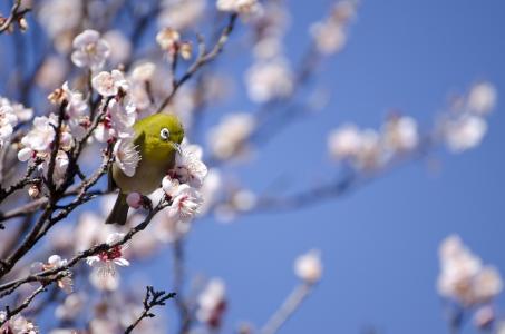 世界鸟类，鸟，白眼，白眼，自然，春天，分支机构，鲜花