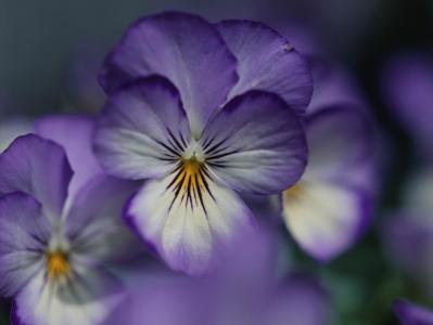 花，紫罗兰色，紫罗兰色，花瓣