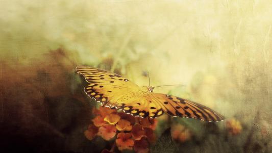 蝴蝶，背景，风格