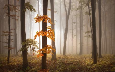 秋天，雾，树
