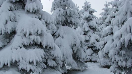 霜，树，雪，毛皮