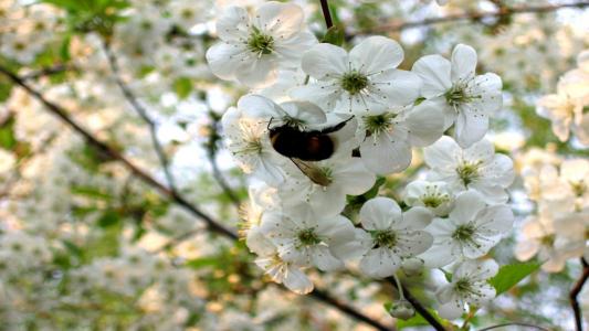 春天，大黄蜂，鲜花，树木，鲜花