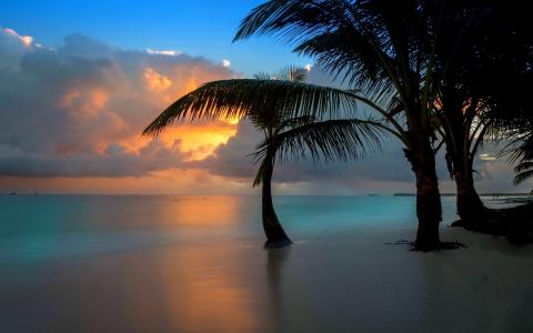 海，棕榈树，日出，多米尼加共和国