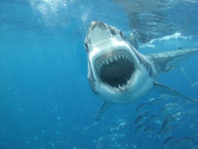 水下世界，鲨鱼，奥斯卡，牙齿，动物