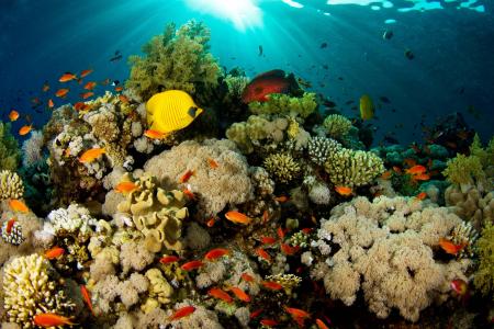 珊瑚礁，鱼，性质，光，珊瑚