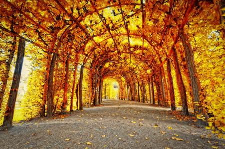 秋天，隧道，美丽