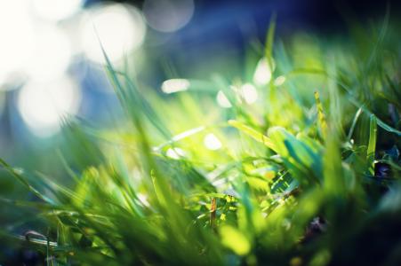 宏，草，光，绿色，植物，光线，背景，绿色，照片