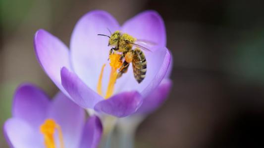微距采蜜的蜜蜂