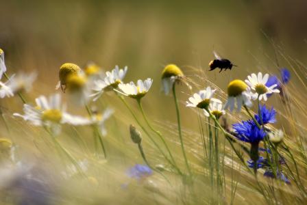照片，大自然，夏天，鲜花，大黄蜂