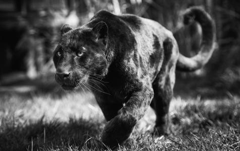 豹，猫，捕食者，宏，照片，黑色和白色背景