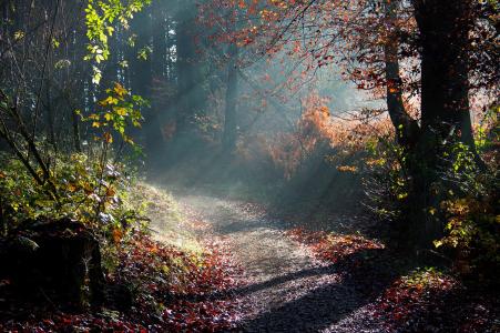光线，树木，秋，光，早上