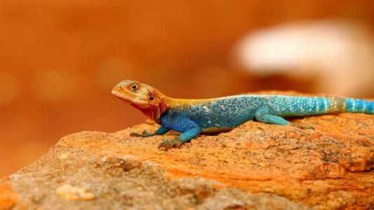 蜥蜴，在卵石上晒太阳，蓝蓝色，橙色的枪口