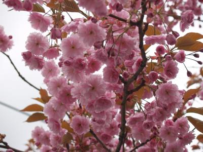 樱花，花，花瓣，粉红色，树，树枝，天空，宏，春天，温柔