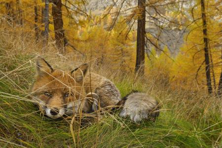 狐狸，大自然，山，秋天，捕食者