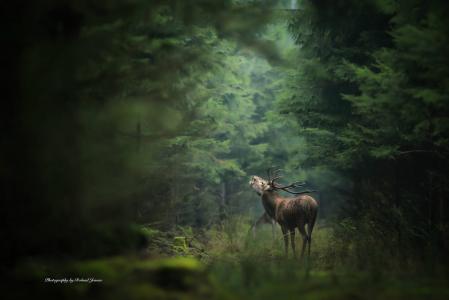 鹿，草，自然，摄影师罗兰·延森