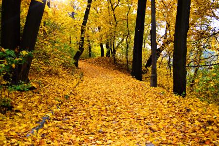 秋天，公园，树叶，树木
