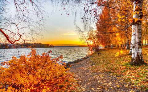 树，日落，秋，景观，叶子，湖，性质