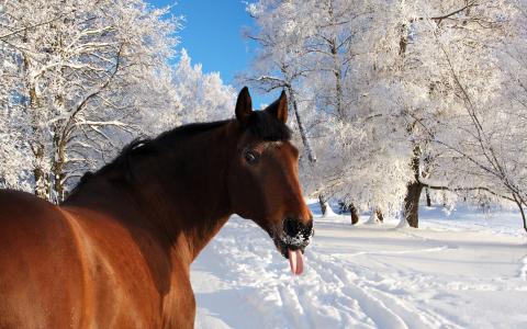 冬天，马，雪，舌头